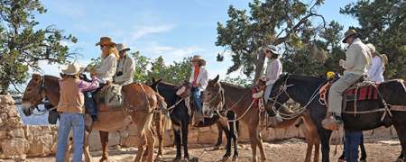 Grand Canyon Mule Rides